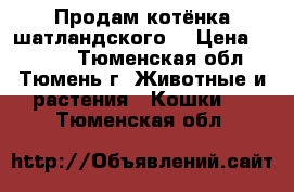 Продам котёнка шатландского  › Цена ­ 3 000 - Тюменская обл., Тюмень г. Животные и растения » Кошки   . Тюменская обл.